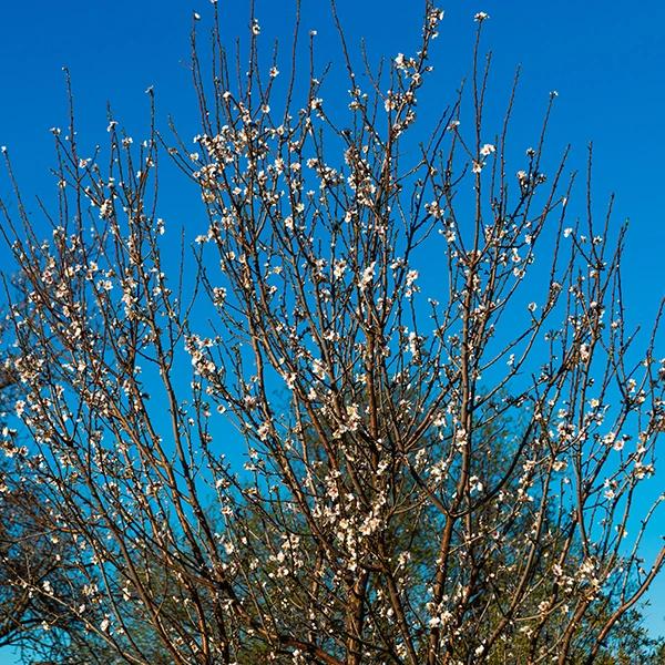 Almond Flower Festival