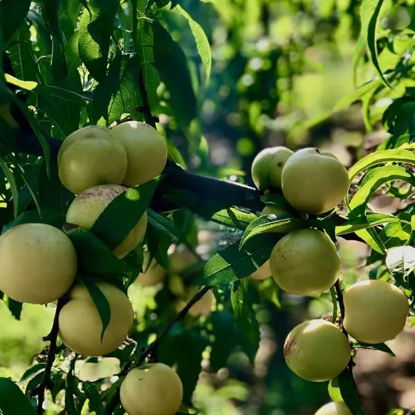 Bayramiç Beyazı Cherry