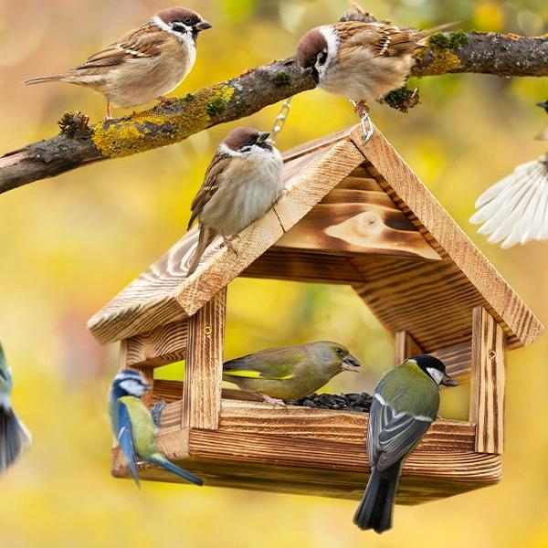 Bird House