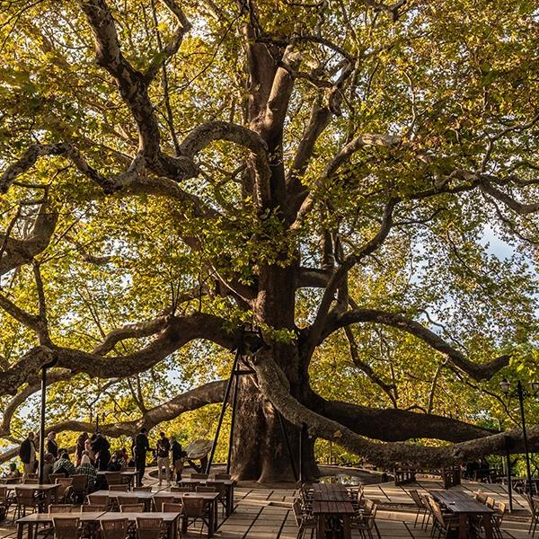 İnkaya Monumental Tree