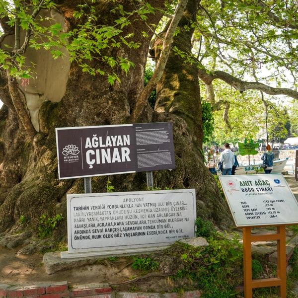 Ağlayan Monumental Plane Tree