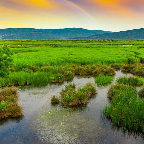 Karacabey Floodplain Forest 