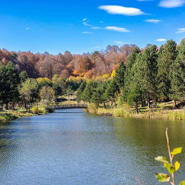 Domaniç Forest