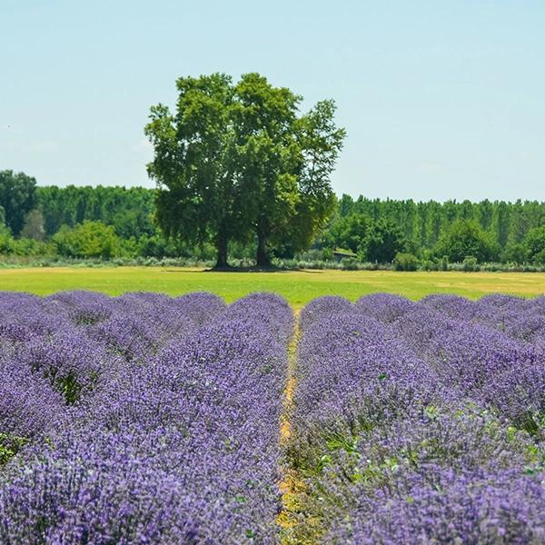 Lavender Fields