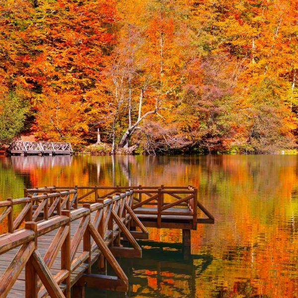 Forests of Bolu