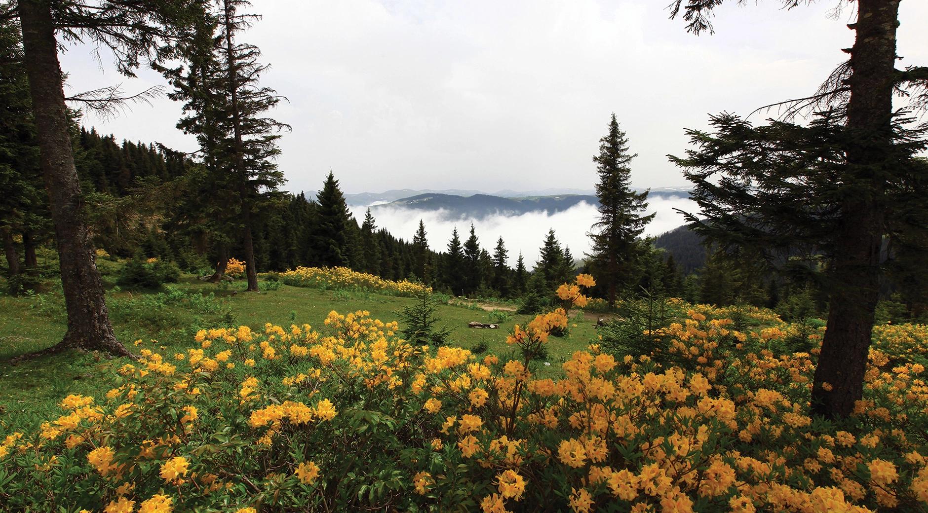 Kayabaşı Highland's image