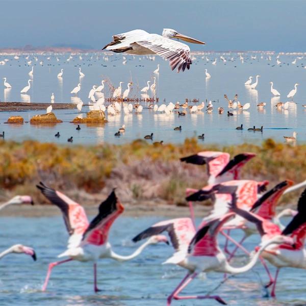 Bird Sanctuary National Park