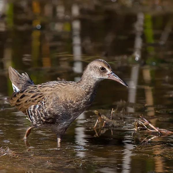 Kuyucuk Bird Sanctuary