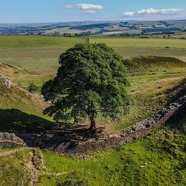 Monumental Tree