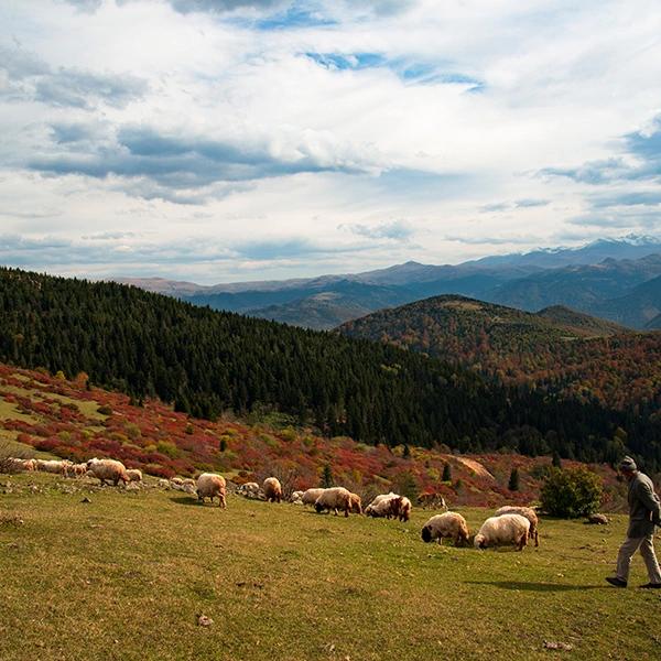 Paşakonağı Highland