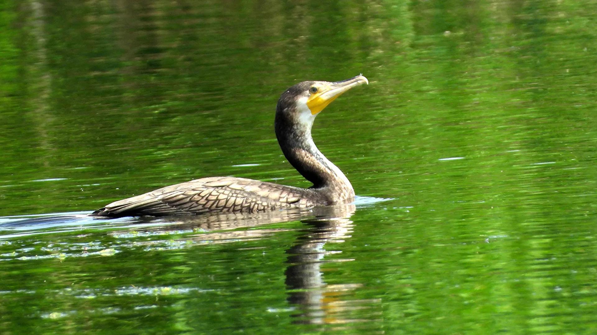 Unleash Your Serenity, Discover the Feathered Wonders of Aras Nehri! banner image