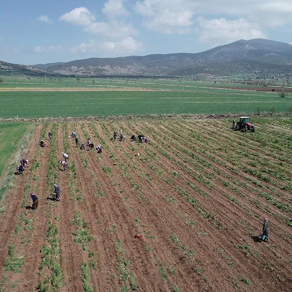 Akçaköy Lavender Garden