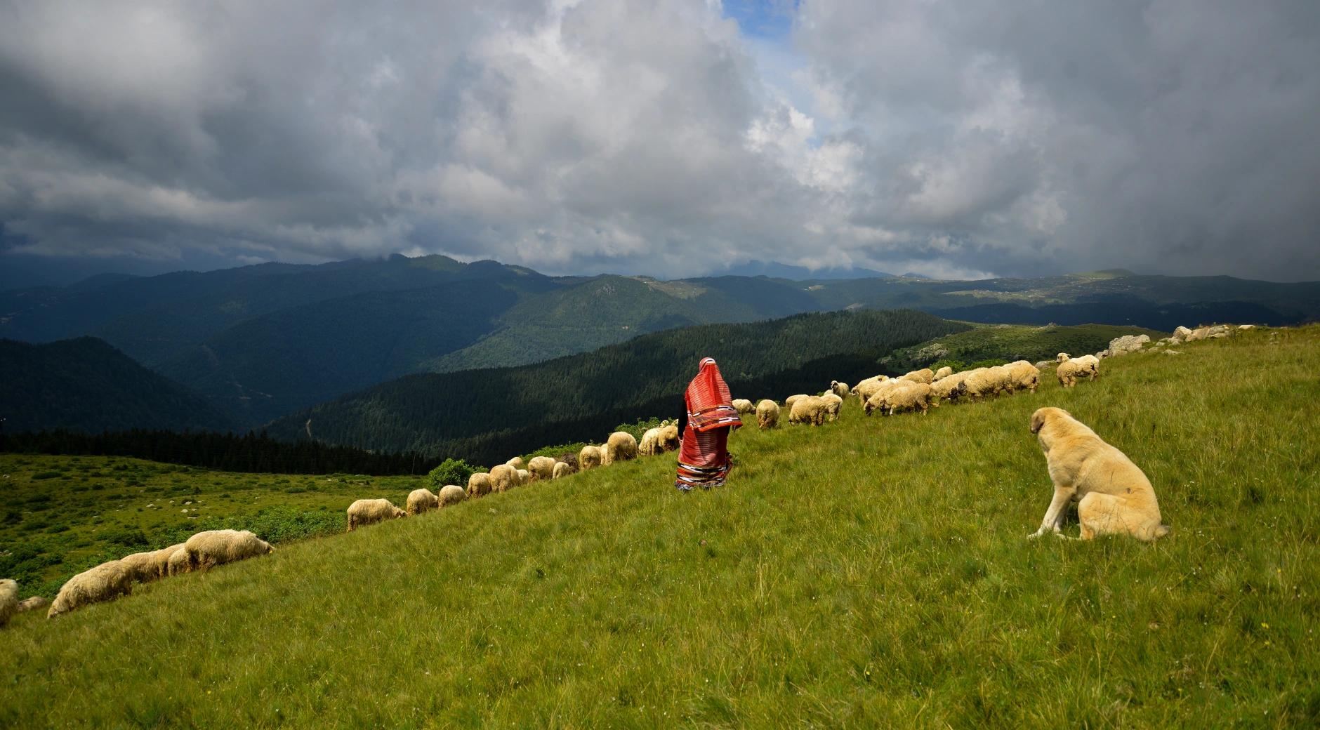 Bektaş Highland's image