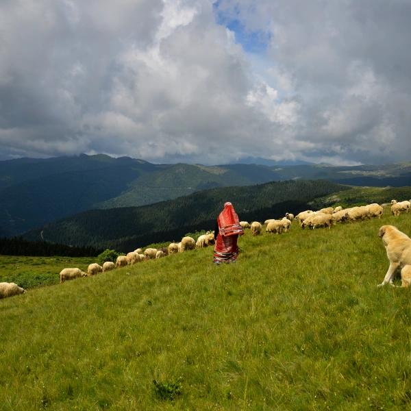 Bektaş Highland