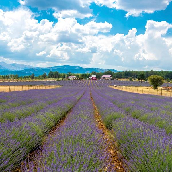 Gözler Lavender Gardens