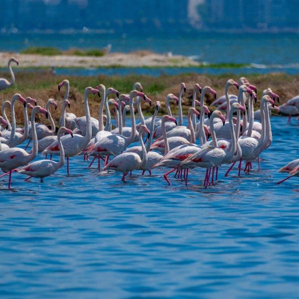 İzmir Bird Sanctuary