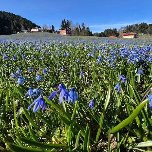 Kadıralak Highland