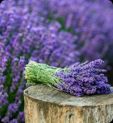 Lavender Fields to Coastal Bliss: Exploring Nature’s Majesty from Mountains to Sea