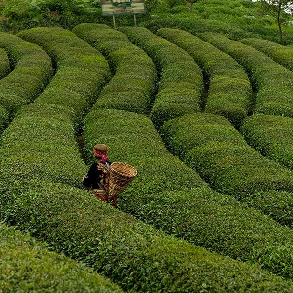 Tea Plantations